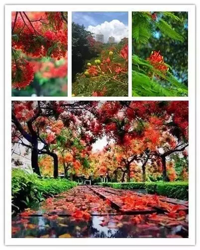 美丽五月
